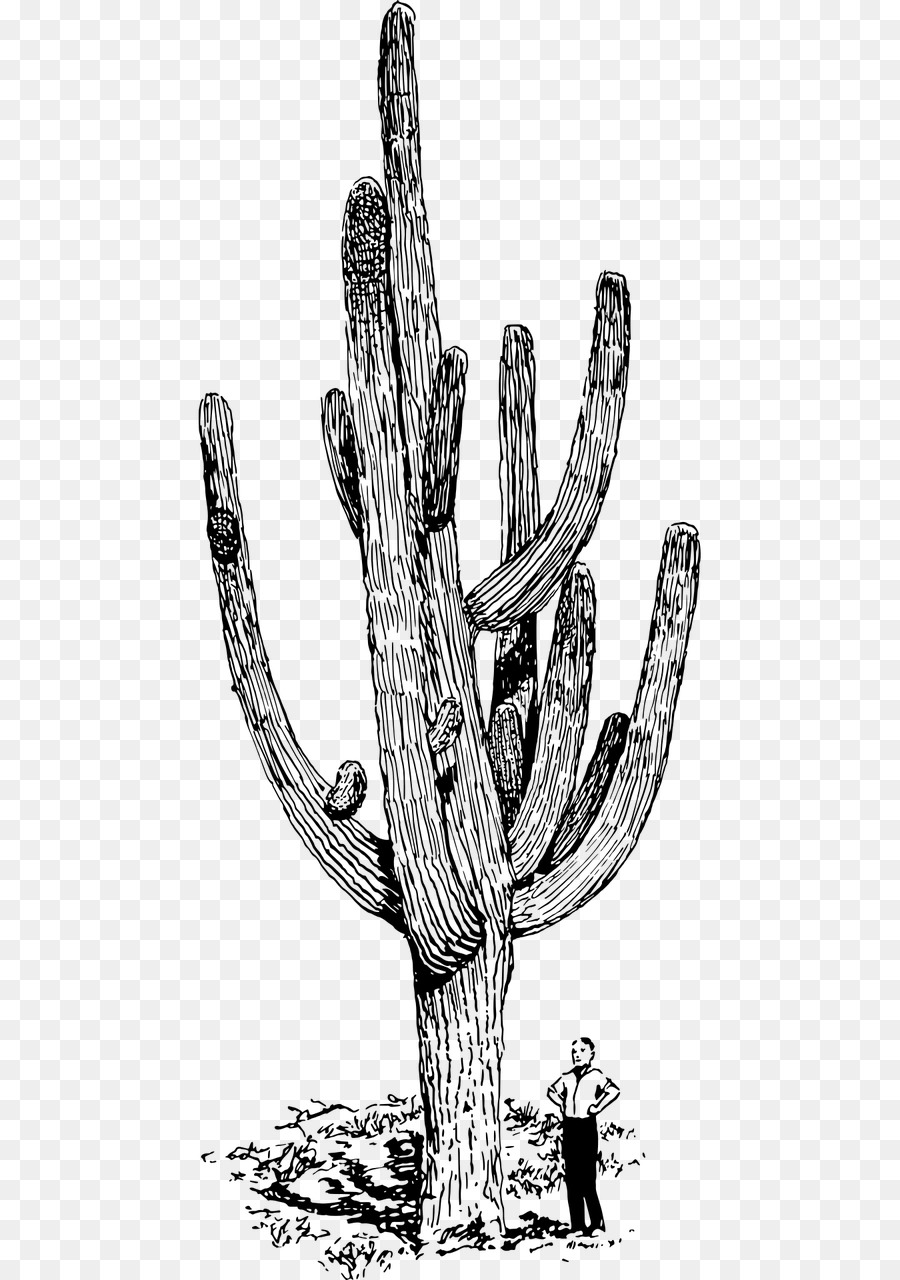 Cactus，Planta Suculenta PNG