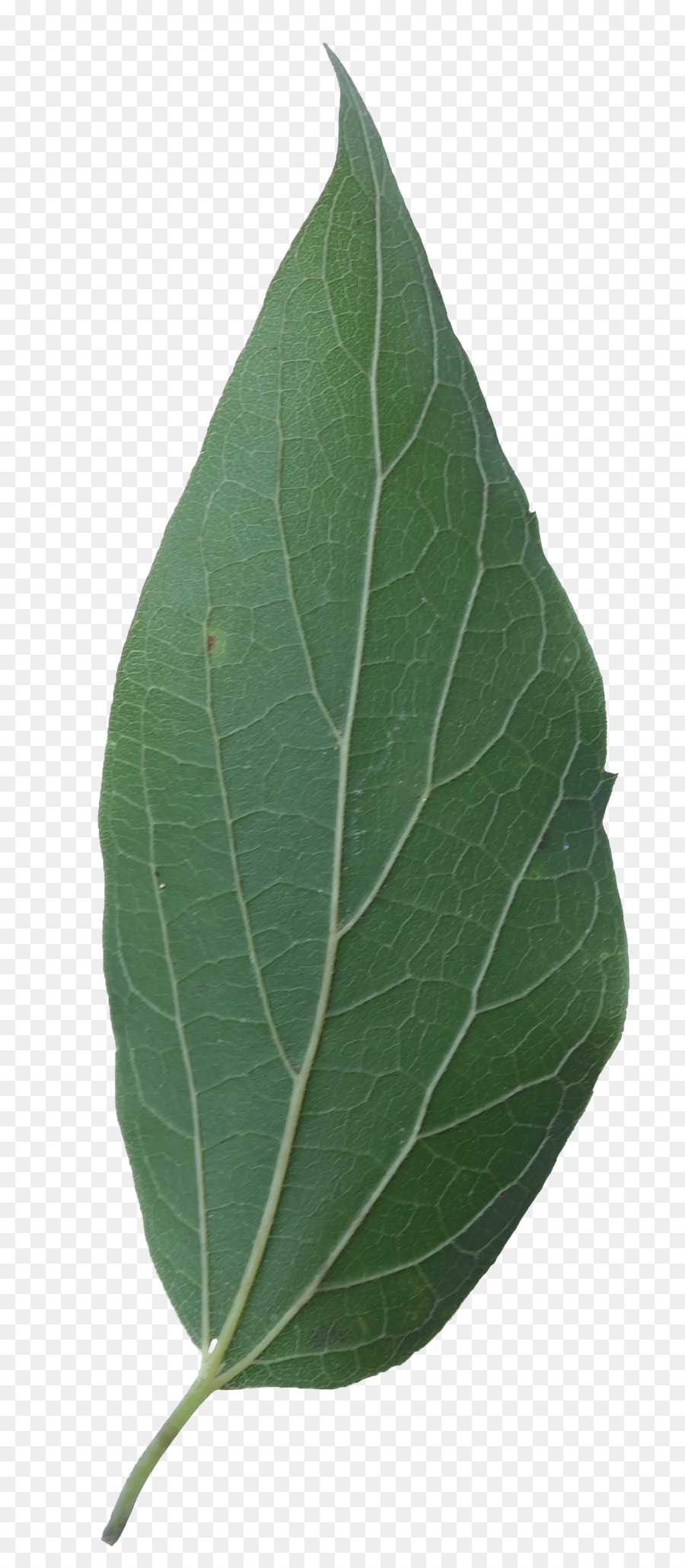 Hoja，Sugarberry PNG