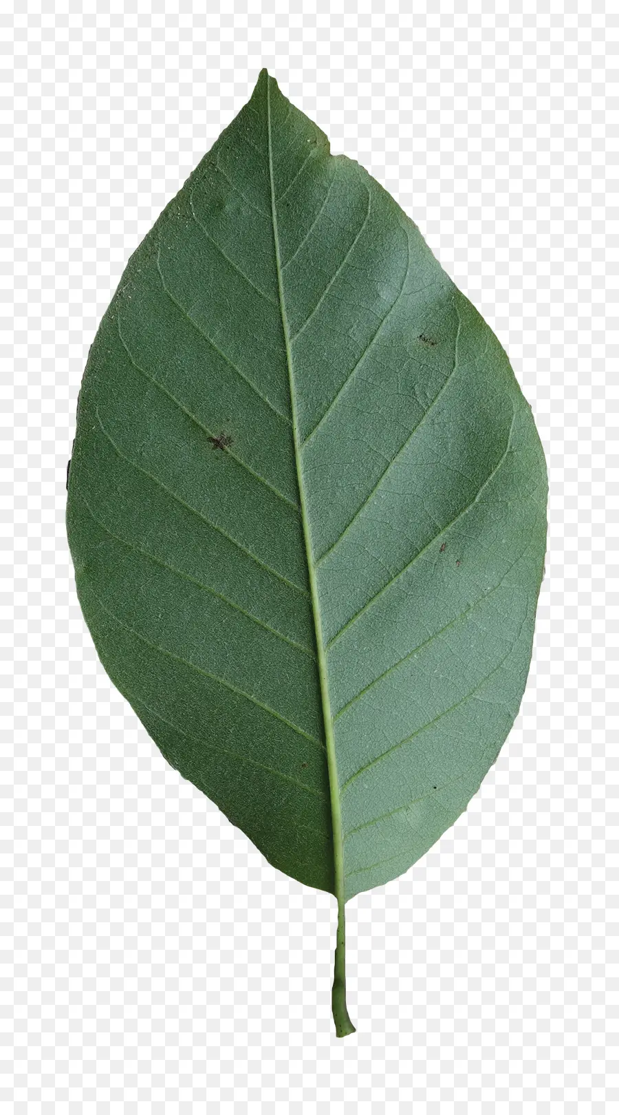 Hoja，Planta PNG