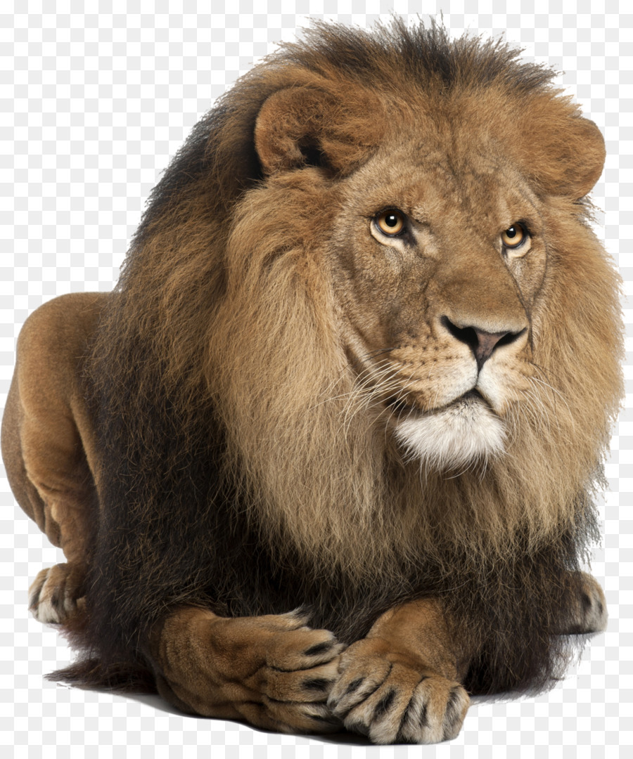 León，Una Fotografía De Stock PNG