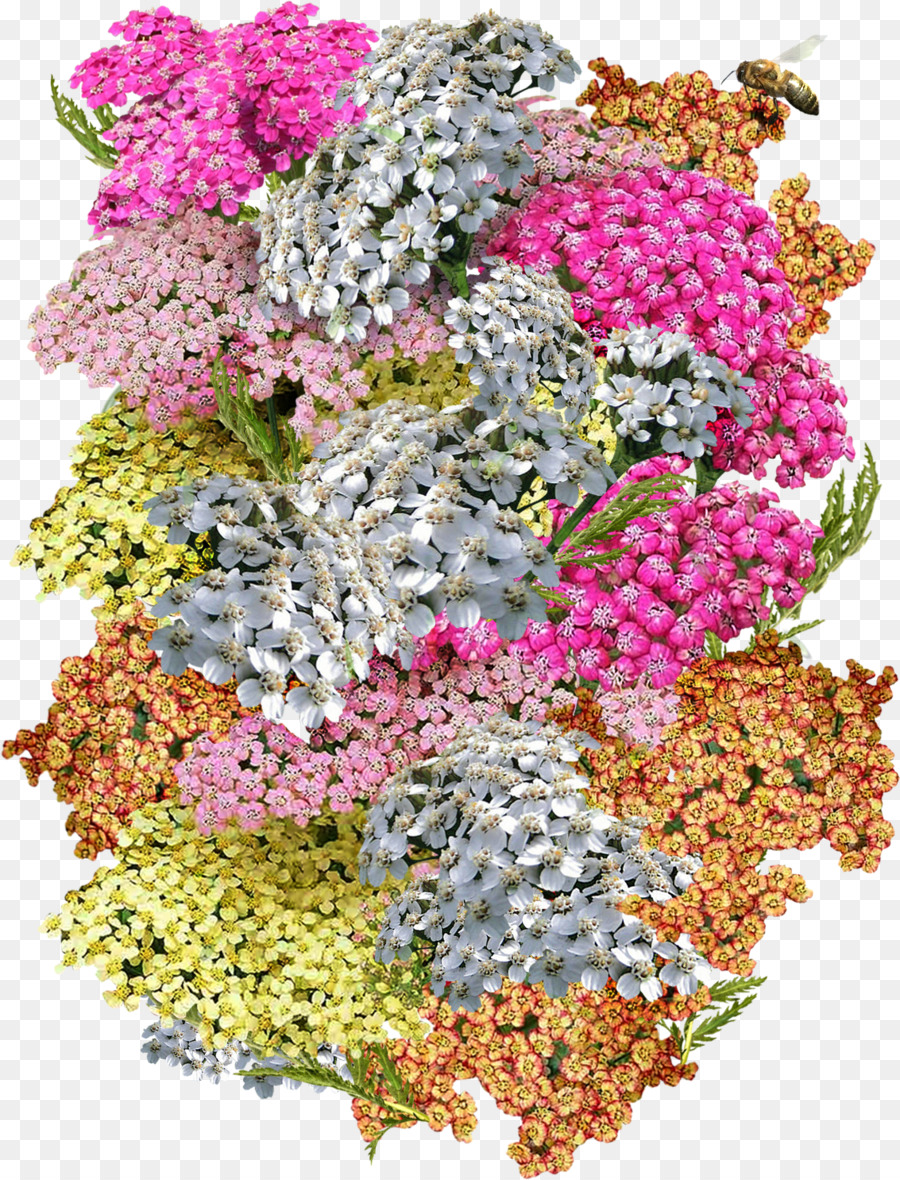 Yarrow，Las Plantas PNG