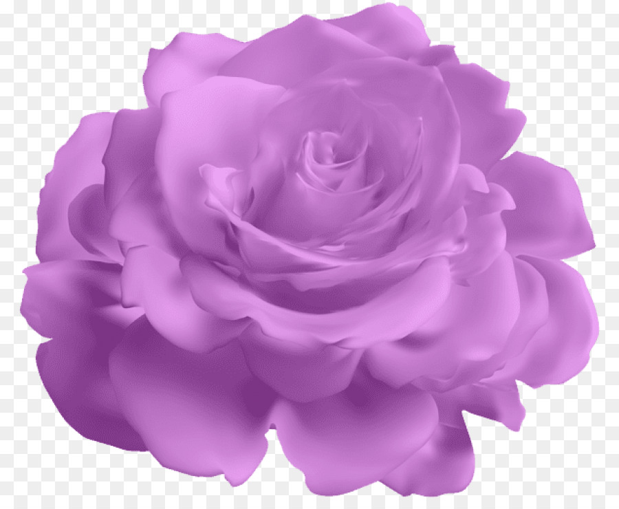 Las Rosas De Jardín，Morado PNG