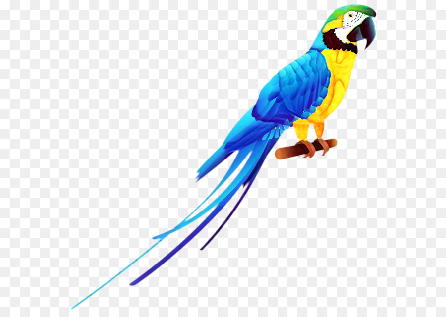 Aves，Budgericar PNG
