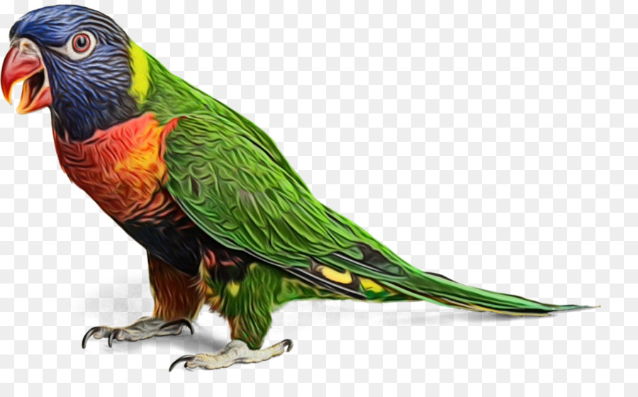 Pájaro Reventado，Loro PNG