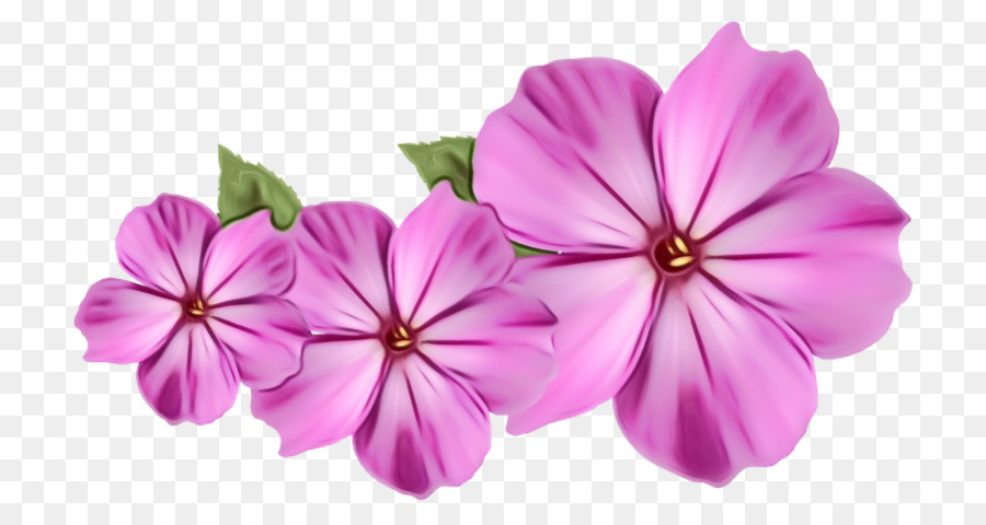 Flores，Florecer PNG