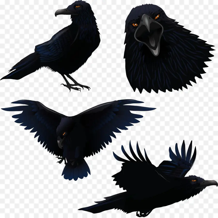 Común Raven，Postscript Encapsulado PNG