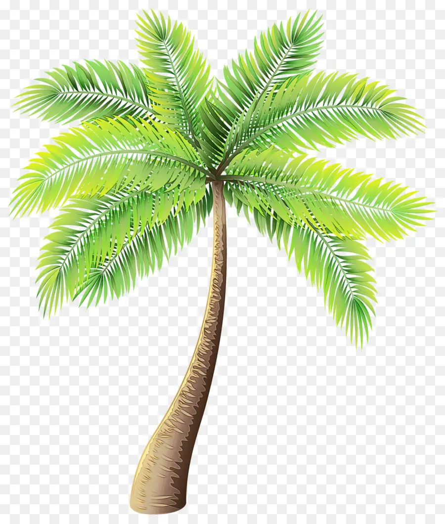 Palmera，Cocos PNG