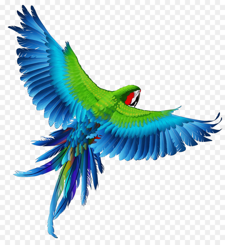 Aves，águila PNG