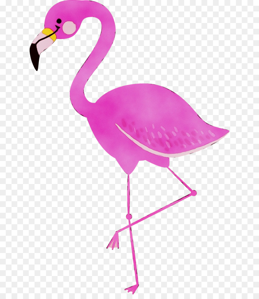 Phoenicopterus，Aves PNG