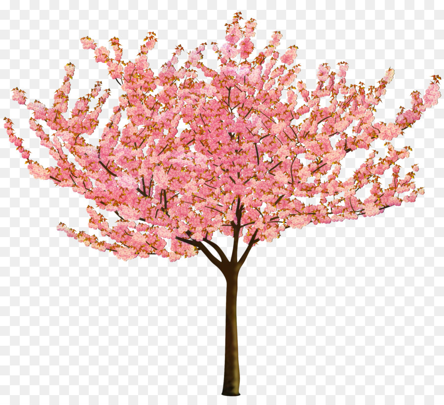 De Los Cerezos En Flor，Flor PNG