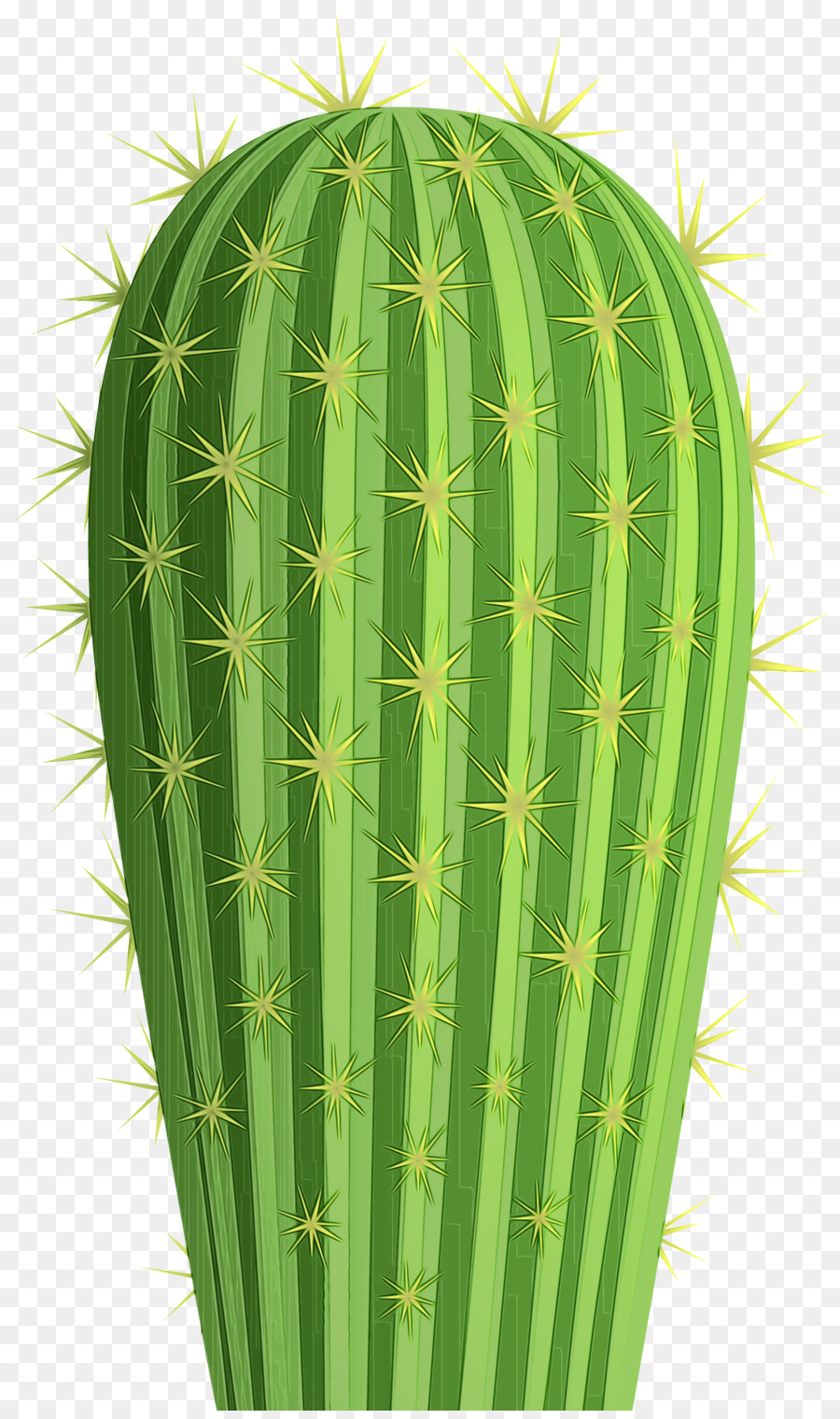 Cactus San Pedro，Triángulo De Cactus PNG