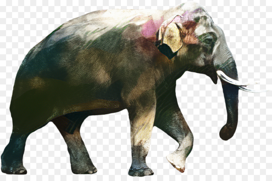 Elefante Africano De Sabana，Elefante PNG