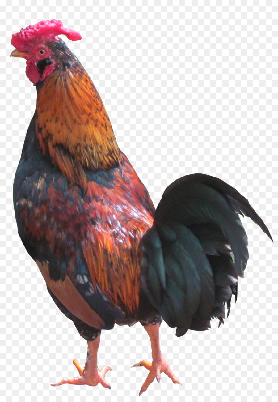 Pollo，Fútbol PNG