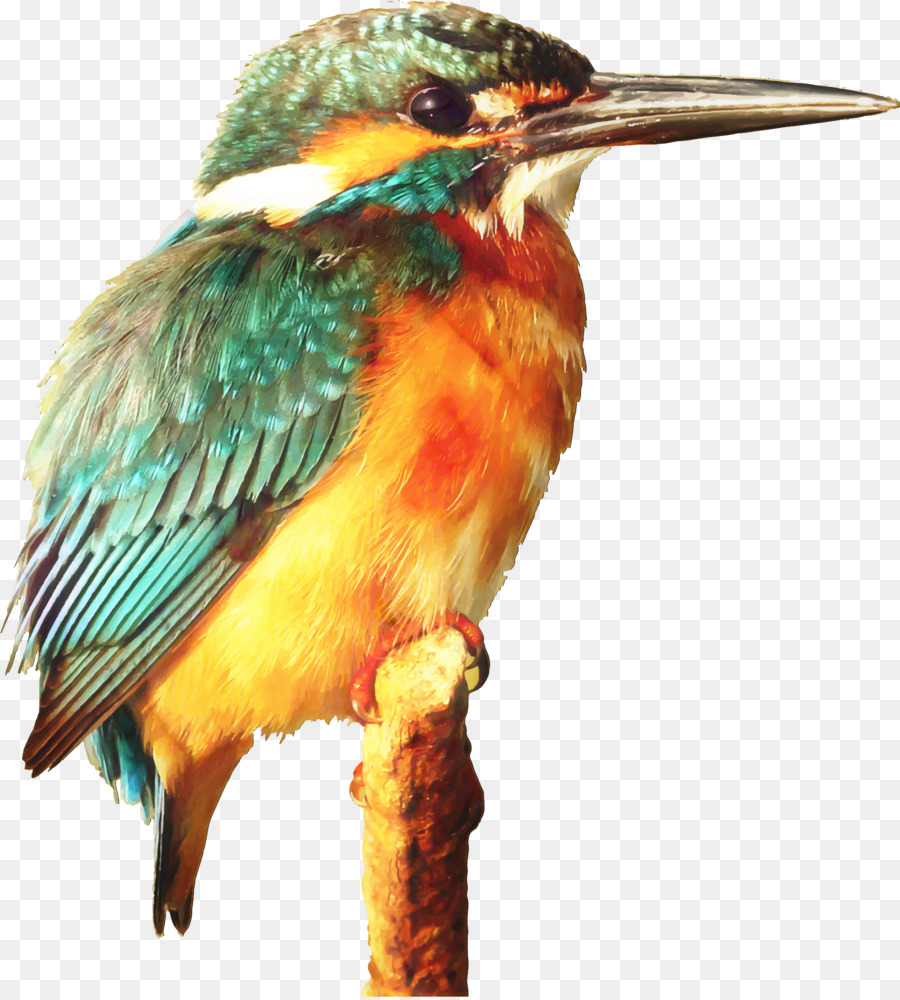 Kingfisher，Aves PNG