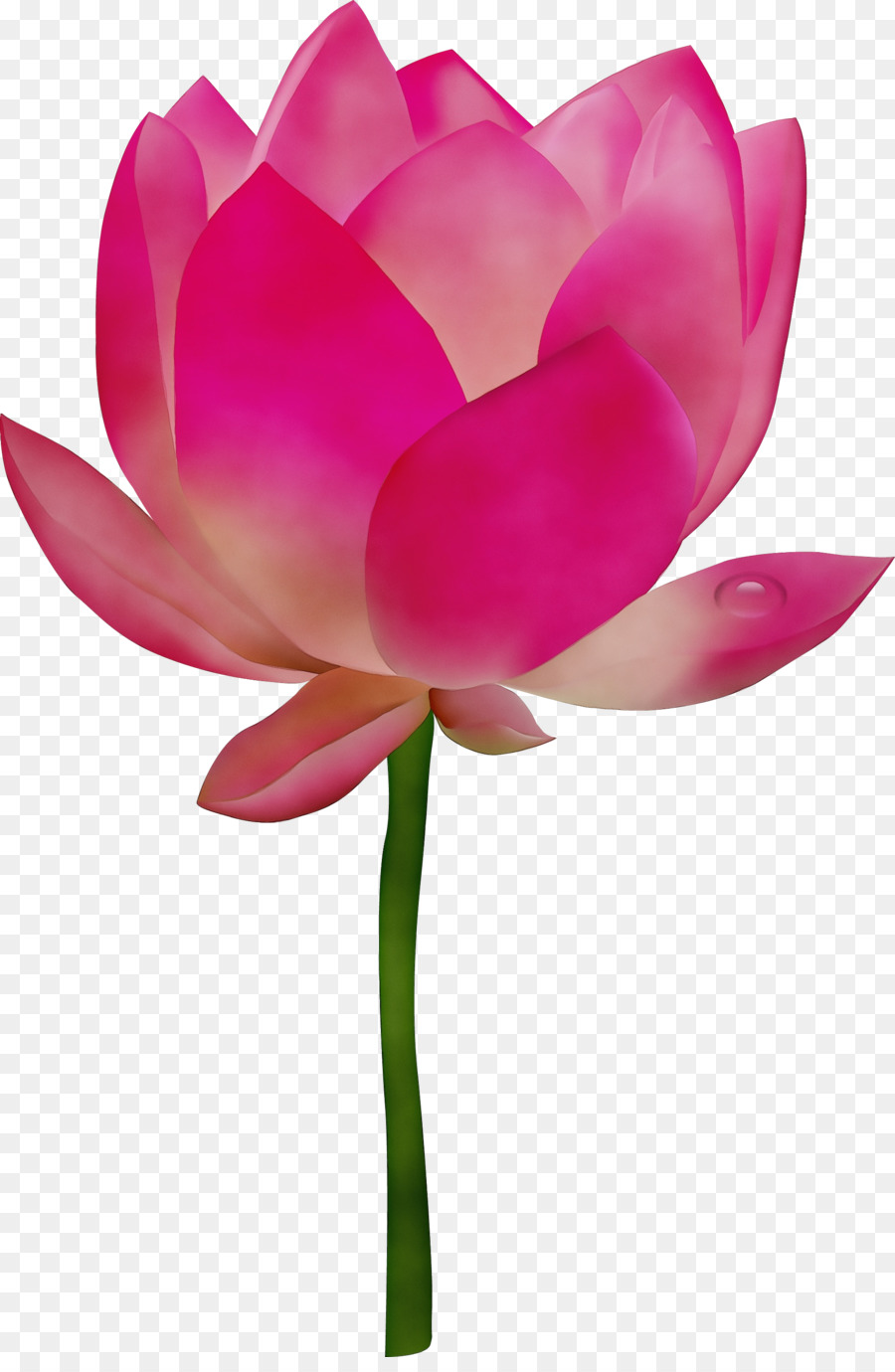 Ninfea Nelumbo，Flor PNG