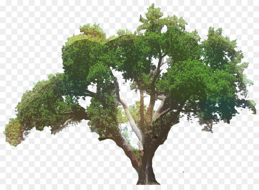 Árbol，Sucursales PNG