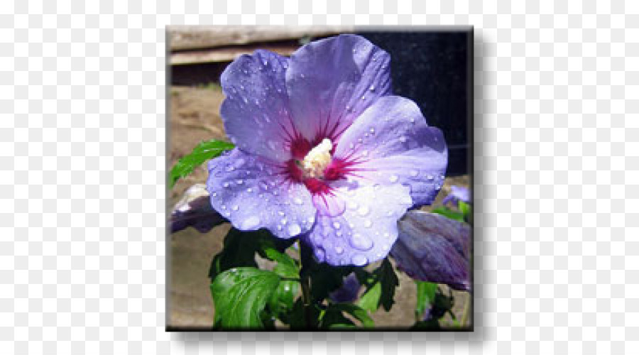 Común De Hibisco，Shoeblackplant PNG