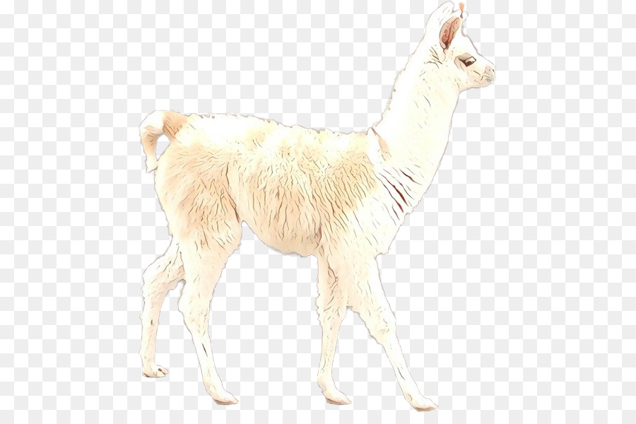 Llama，Alpaca PNG