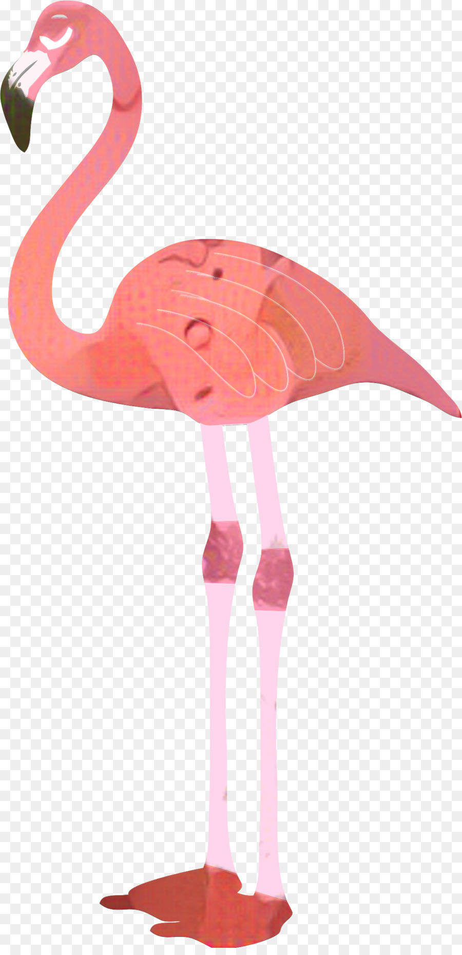 Flamingo，Fondo De Escritorio PNG