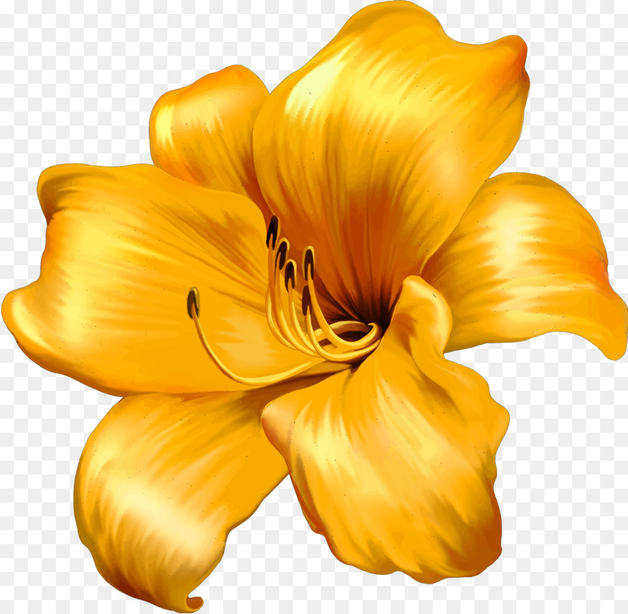 Lily，Flor PNG