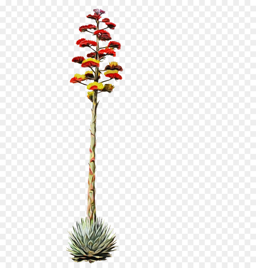 Planta De Agave，Floración PNG