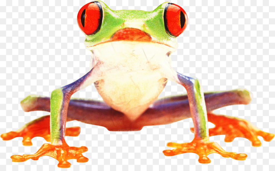 Ranas Coloridas，Vistoso PNG