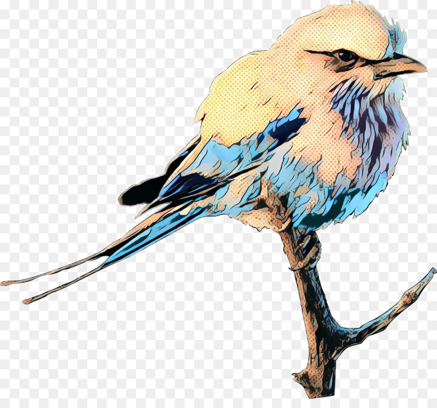 Aves，Europea De Rodillos PNG