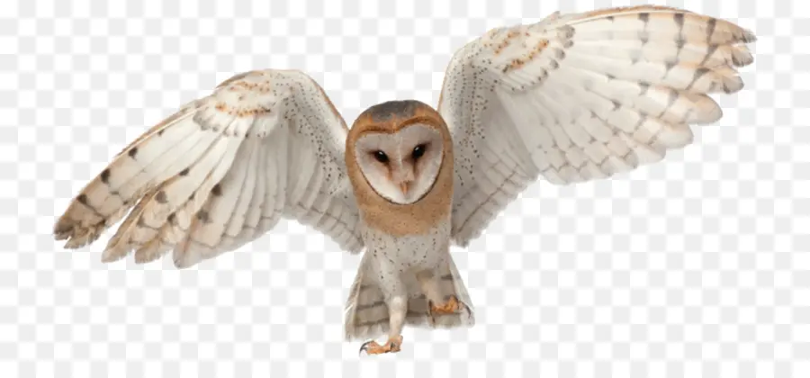 La Lechuza，Barnowls PNG