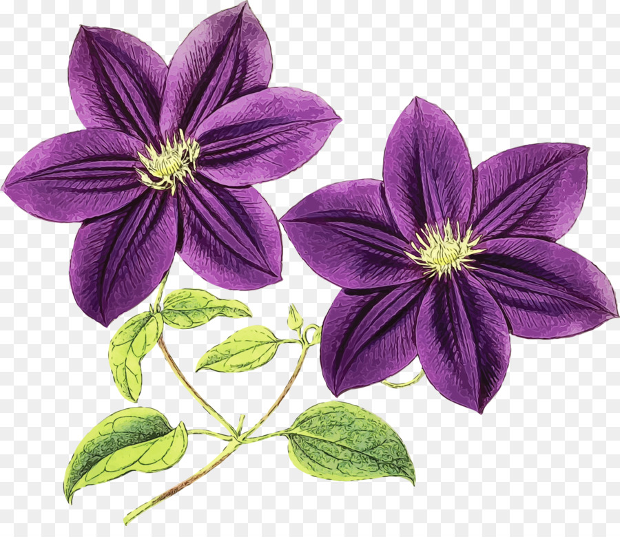 Cuero Flor，La Elección De Las Flores Más Hermosas PNG