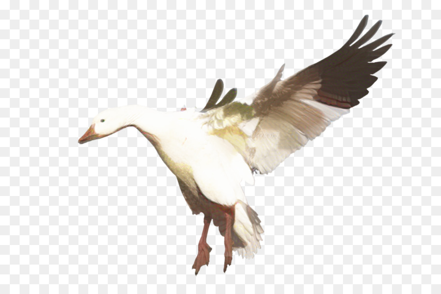 Ganso，Pato PNG