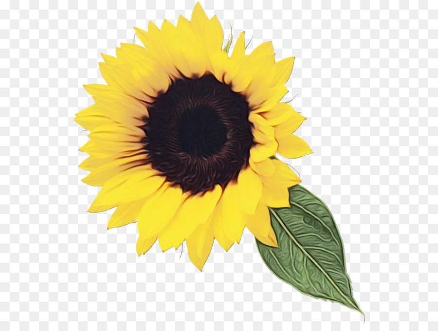 Girasol，Fondo De Escritorio PNG