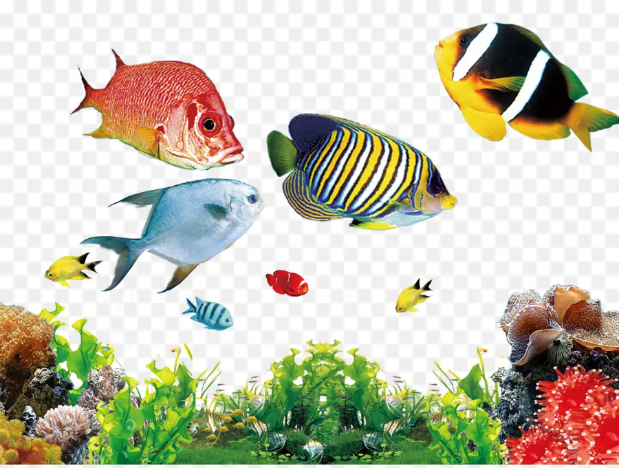 Acuario，Los Peces PNG