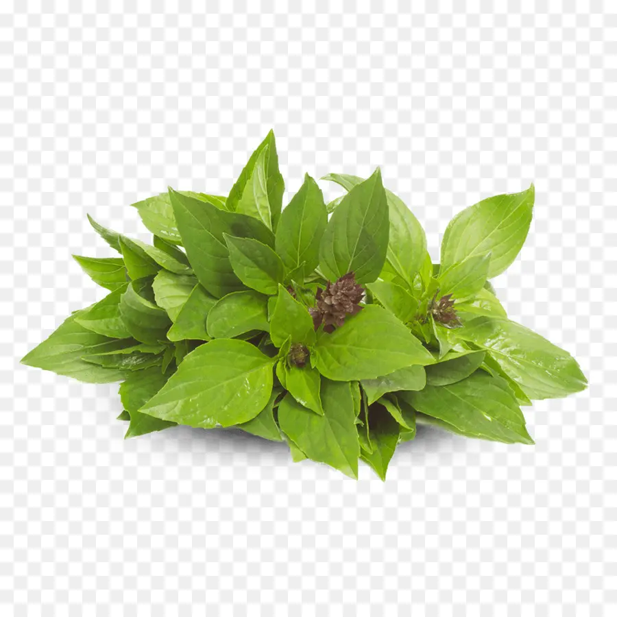 Hojas Verdes，Hierba PNG