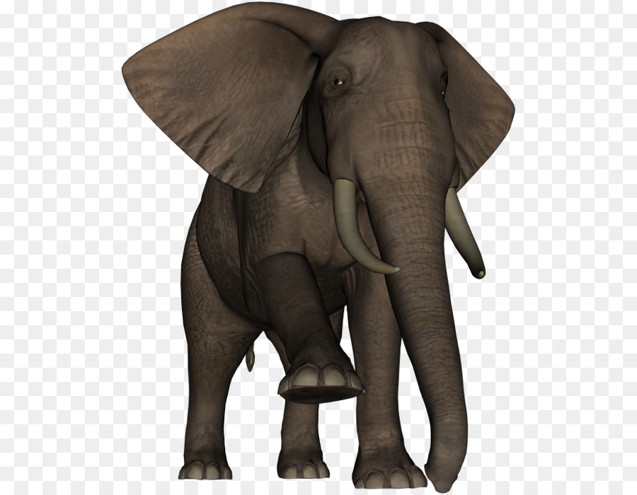 Elefante Indio，El Elefante Africano PNG