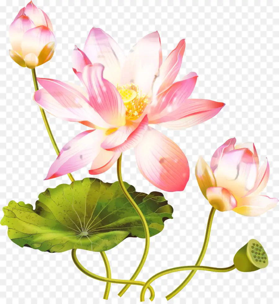 Flores De Loto，Plantas PNG