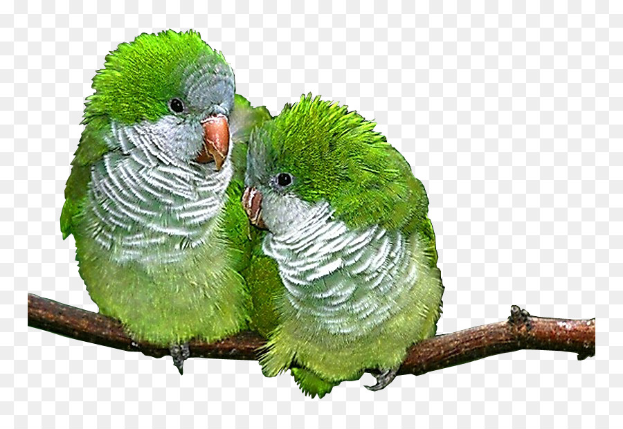 Agapornis，Aves PNG