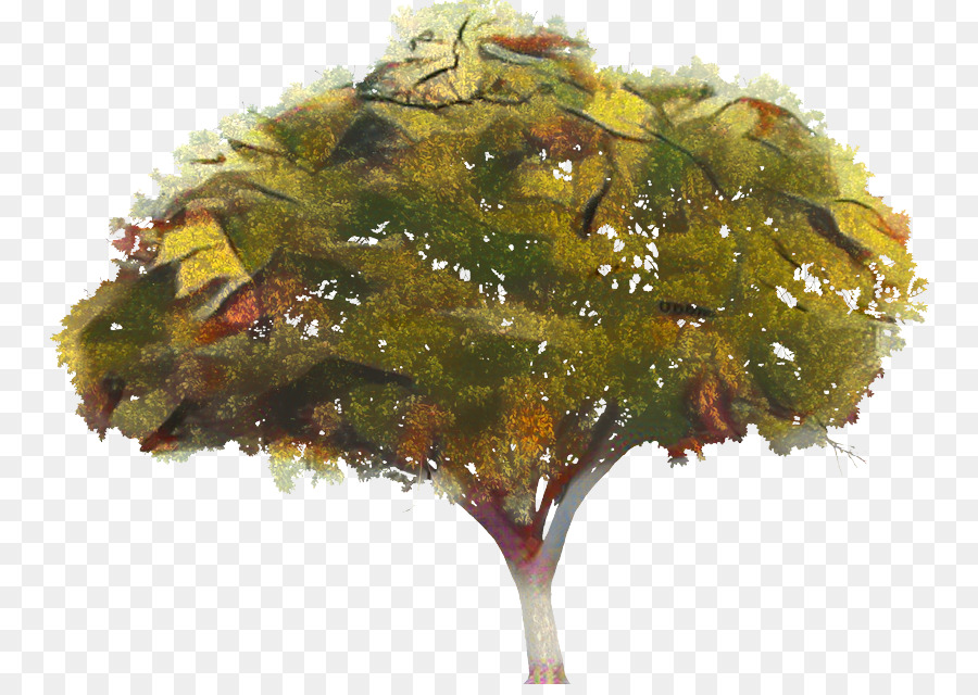 árbol De Otoño，Hojas PNG