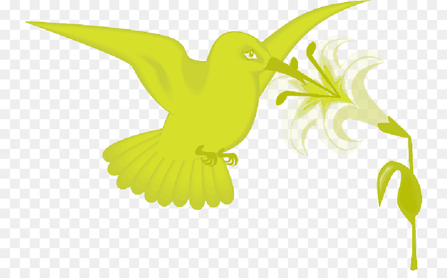 Colibrí，Aves PNG