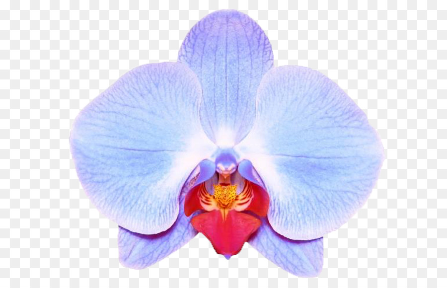 La Polilla De Las Orquídeas，Las Orquídeas PNG