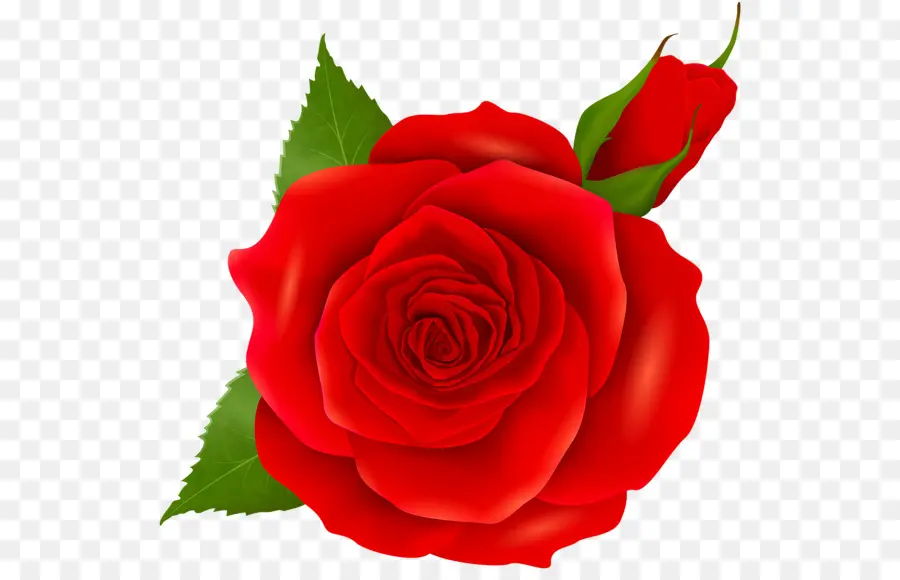 Rosa Roja，Hojas PNG