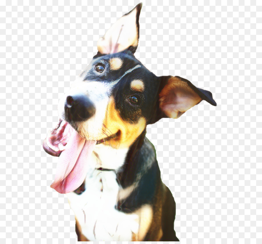 Perro，Gato PNG