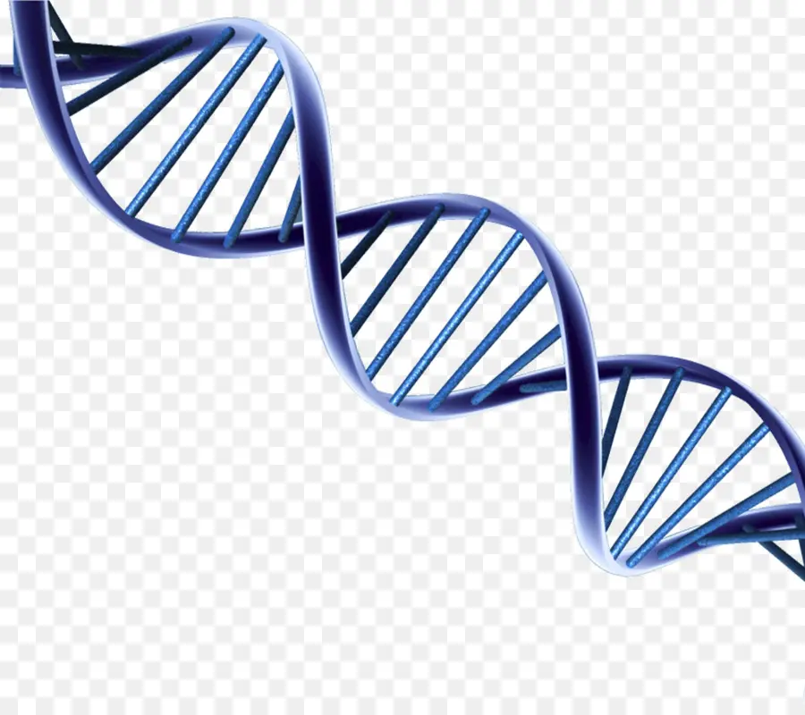 Adn，El ácido Nucleico De Doble Hélice PNG