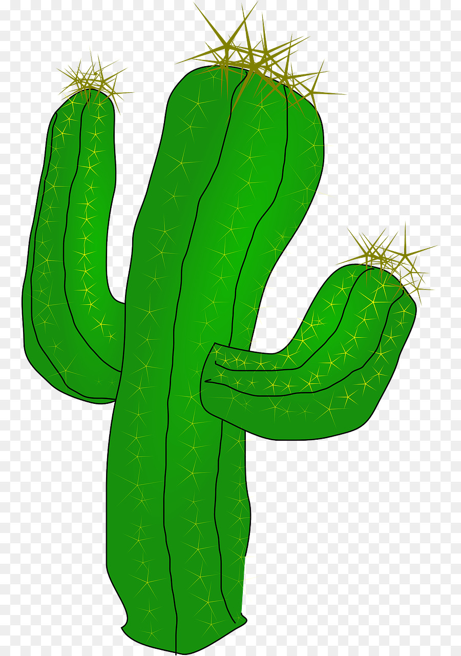 Cactus，Saguaro PNG