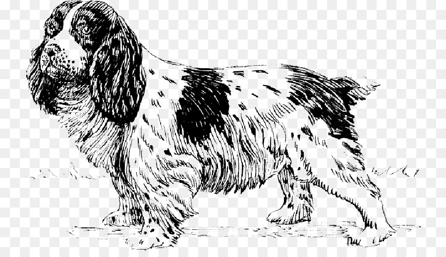 Spaniel，Cocker Spaniel PNG