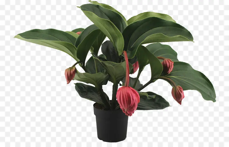 Medinilla Magnifica，Las Plantas PNG