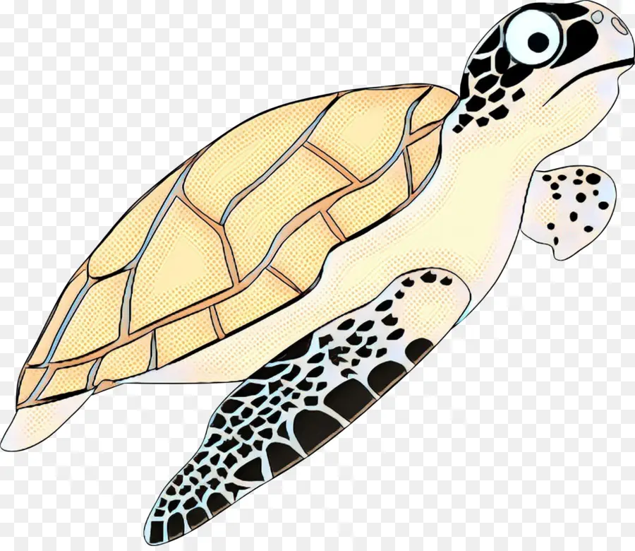 Tortuga，Dibujo PNG