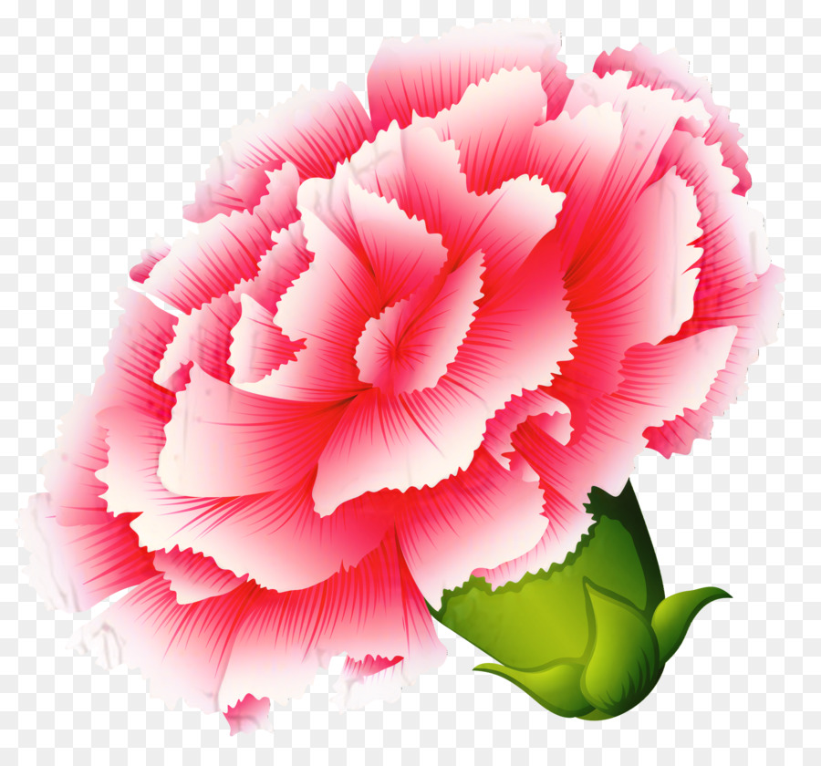 Clavel，Col Rosa PNG