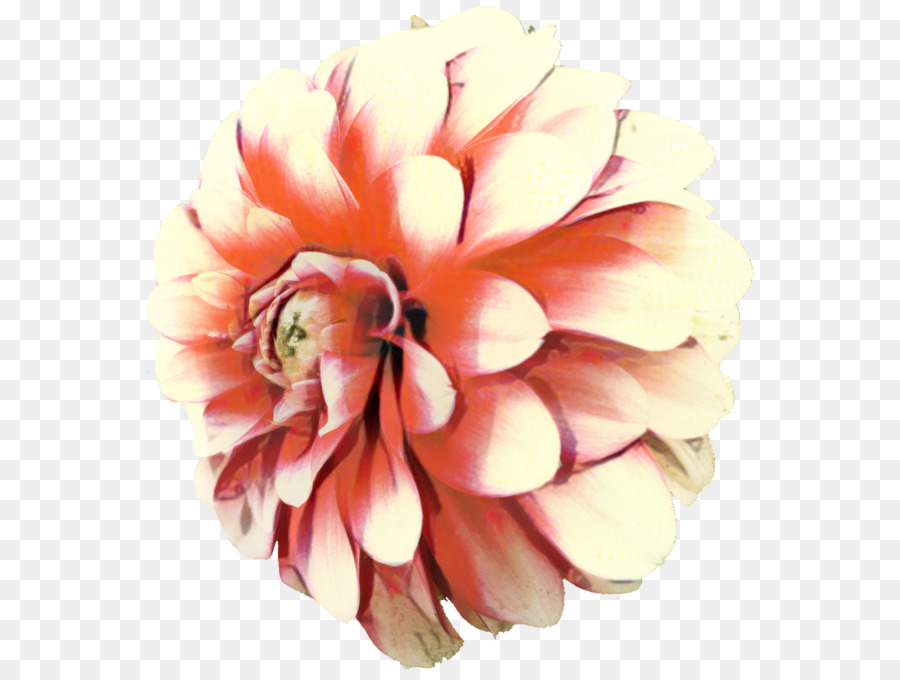 Dalia，Crisantemo PNG