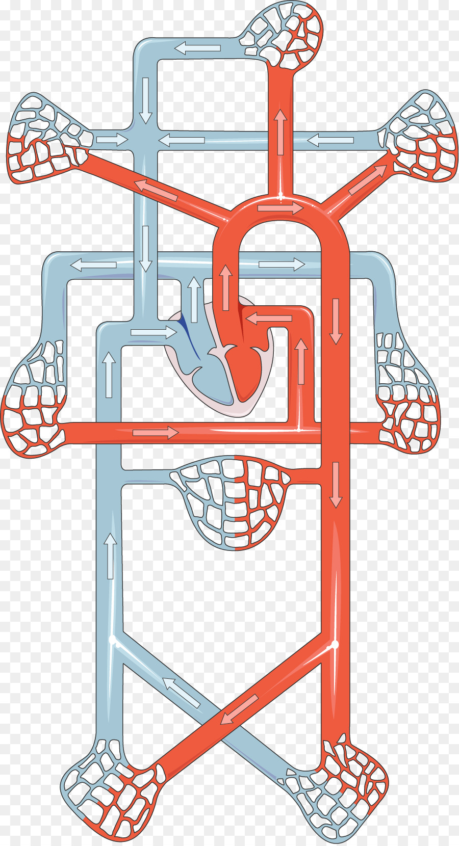 Diagrama De Circulación Sanguínea，Corazón PNG