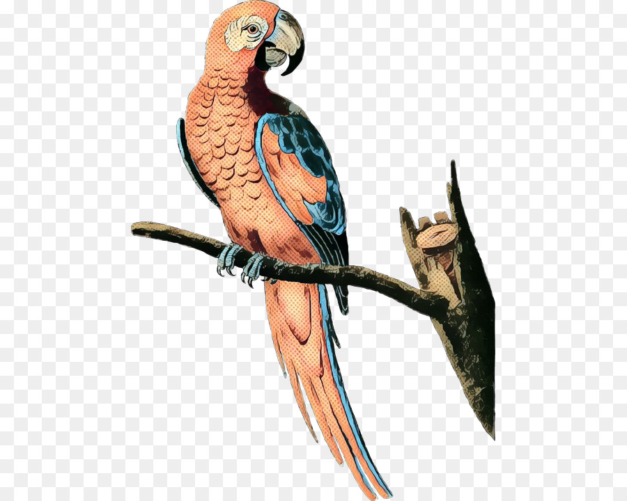 Budgericar，Aves PNG